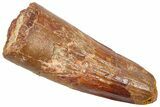 Fossil Spinosaurus Tooth - Feeding Worn Tip #361272-1